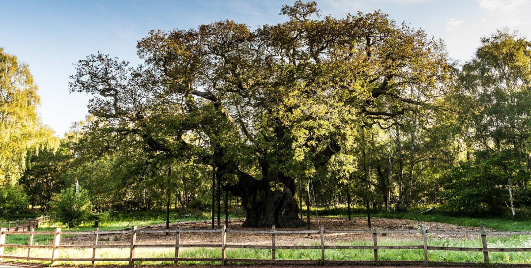 The Major Oak in Sherwood Forest